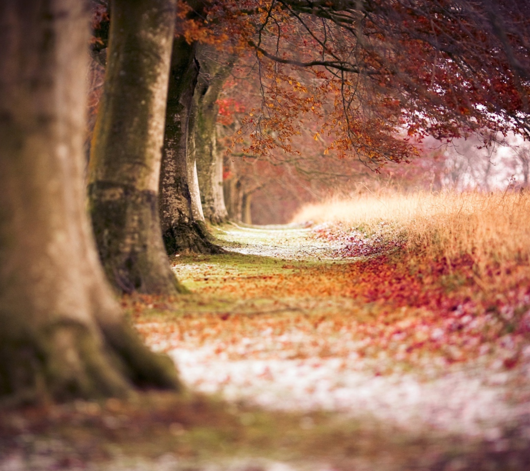 Das Magical Autumn Forest Wallpaper 1080x960