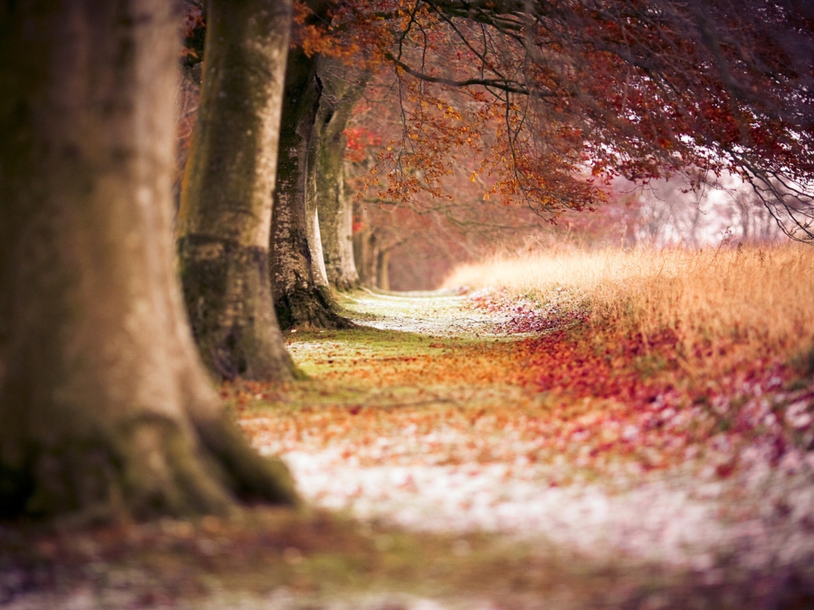 Das Magical Autumn Forest Wallpaper 1152x864