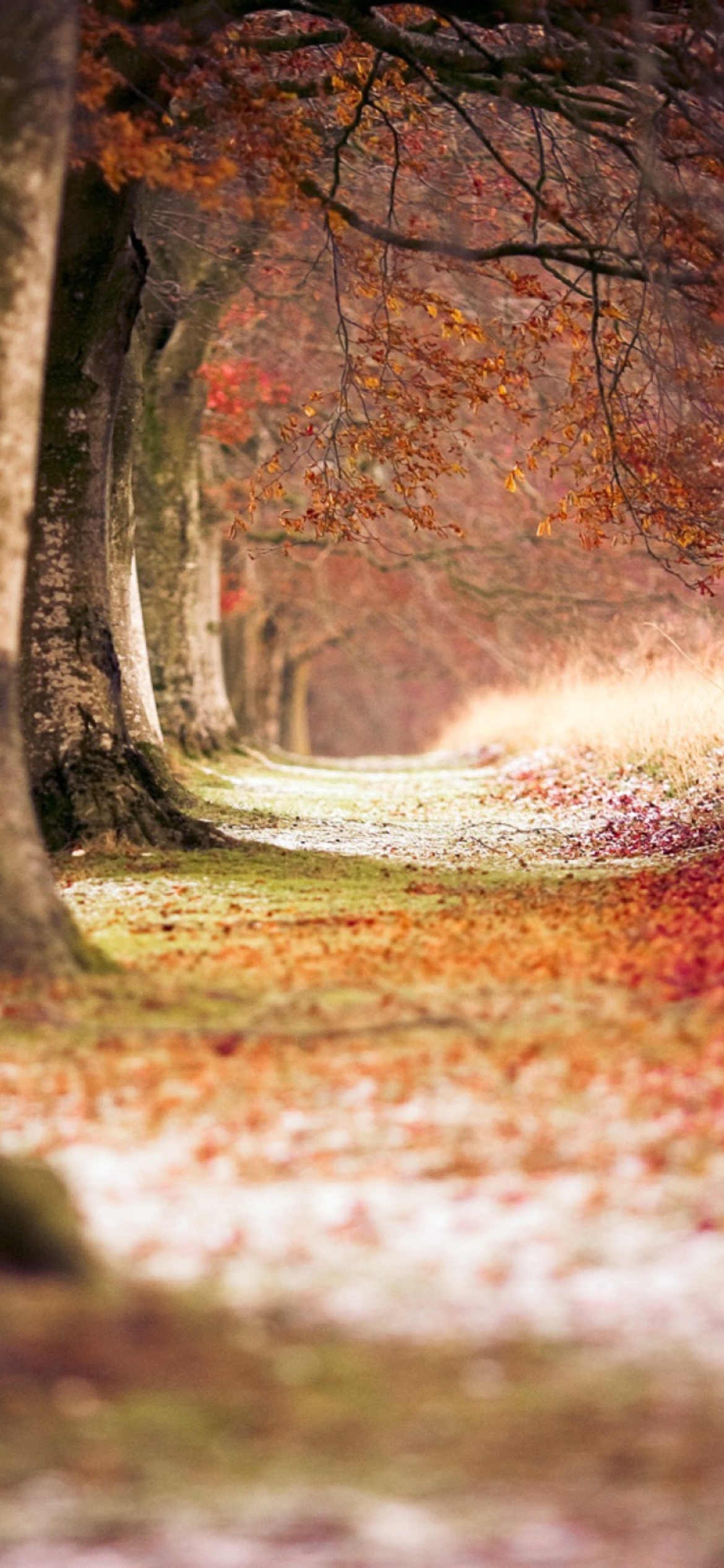 Sfondi Magical Autumn Forest 1170x2532