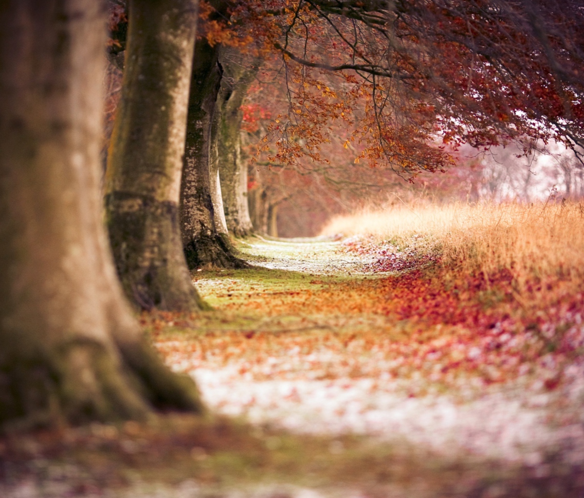 Magical Autumn Forest wallpaper 1200x1024