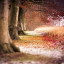 Das Magical Autumn Forest Wallpaper 128x128