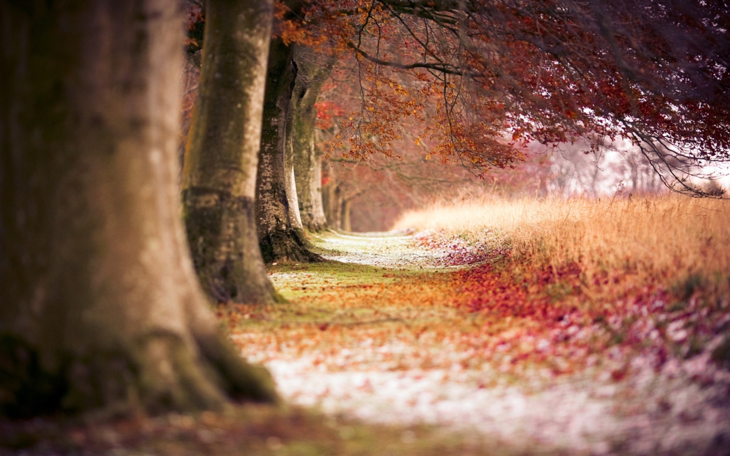 Sfondi Magical Autumn Forest 1440x900