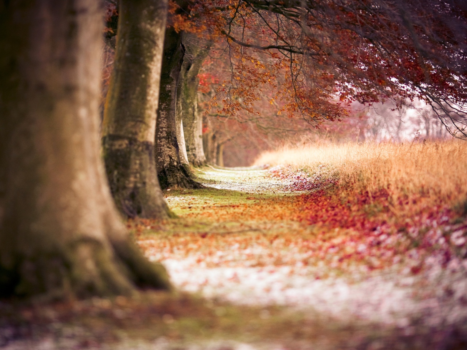 Fondo de pantalla Magical Autumn Forest 1600x1200