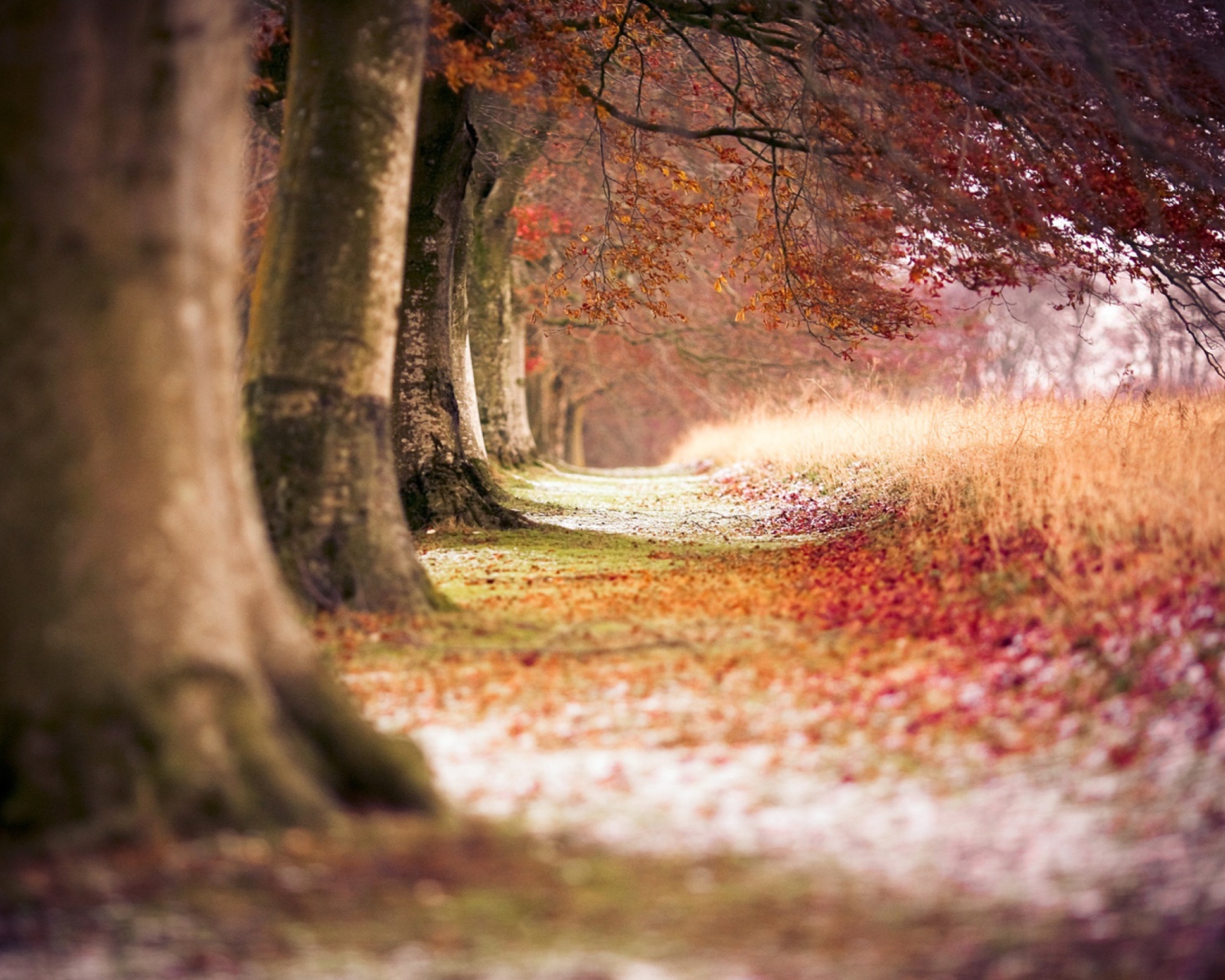 Sfondi Magical Autumn Forest 1600x1280