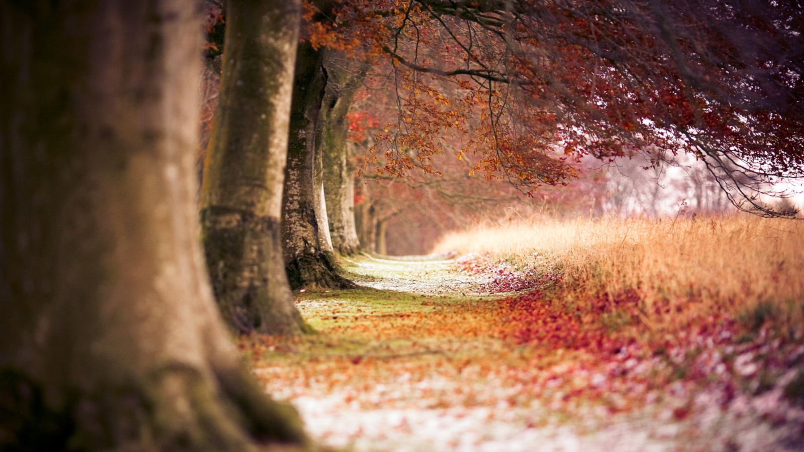 Fondo de pantalla Magical Autumn Forest 1600x900