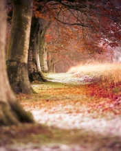 Das Magical Autumn Forest Wallpaper 176x220