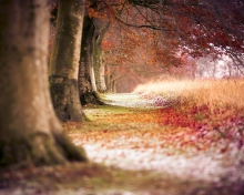 Das Magical Autumn Forest Wallpaper 220x176