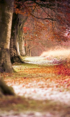 Das Magical Autumn Forest Wallpaper 240x400