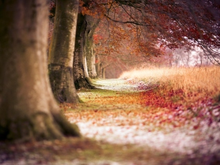 Das Magical Autumn Forest Wallpaper 320x240