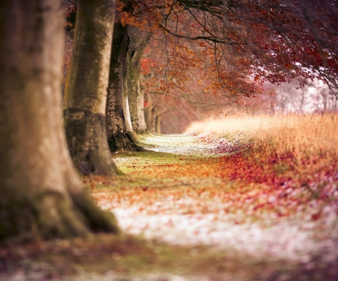 Magical Autumn Forest screenshot #1 480x400
