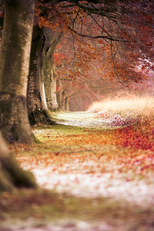 Fondo de pantalla Magical Autumn Forest 640x960