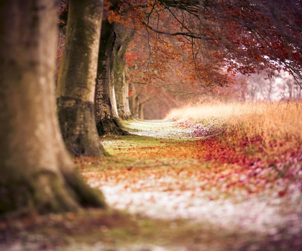 Das Magical Autumn Forest Wallpaper 960x800