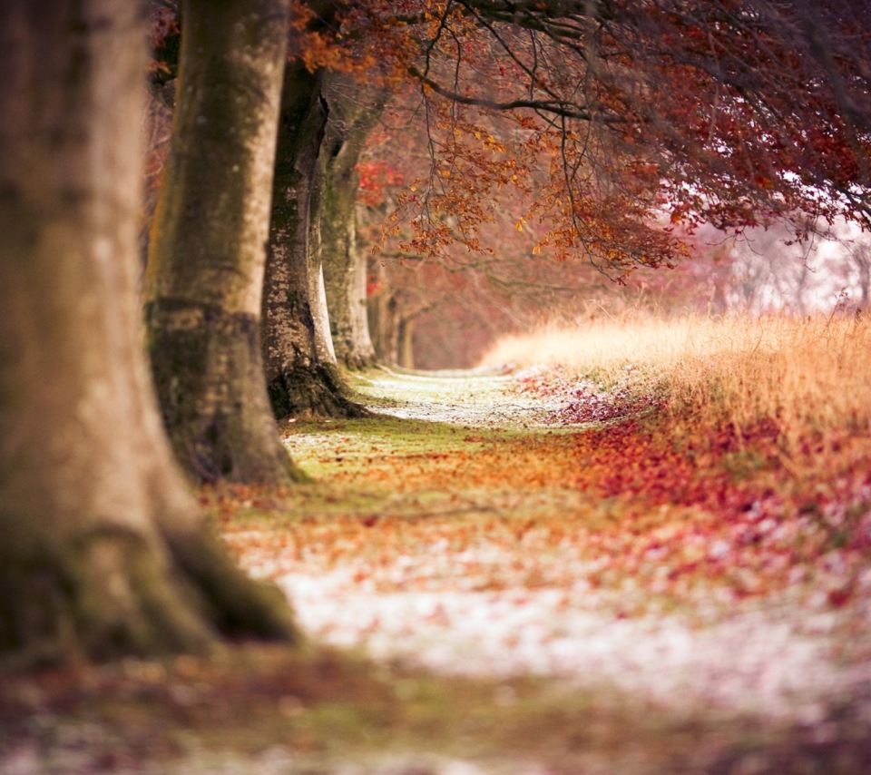 Fondo de pantalla Magical Autumn Forest 960x854