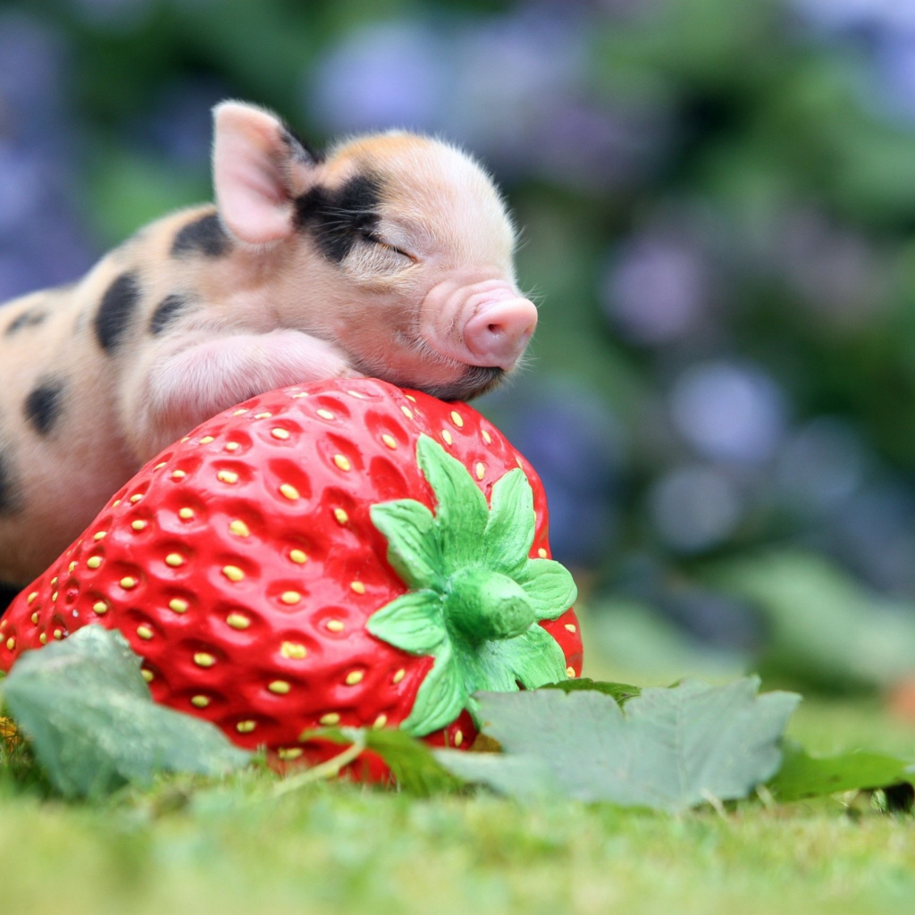 Cute Little Piglet And Strawberry wallpaper 1024x1024