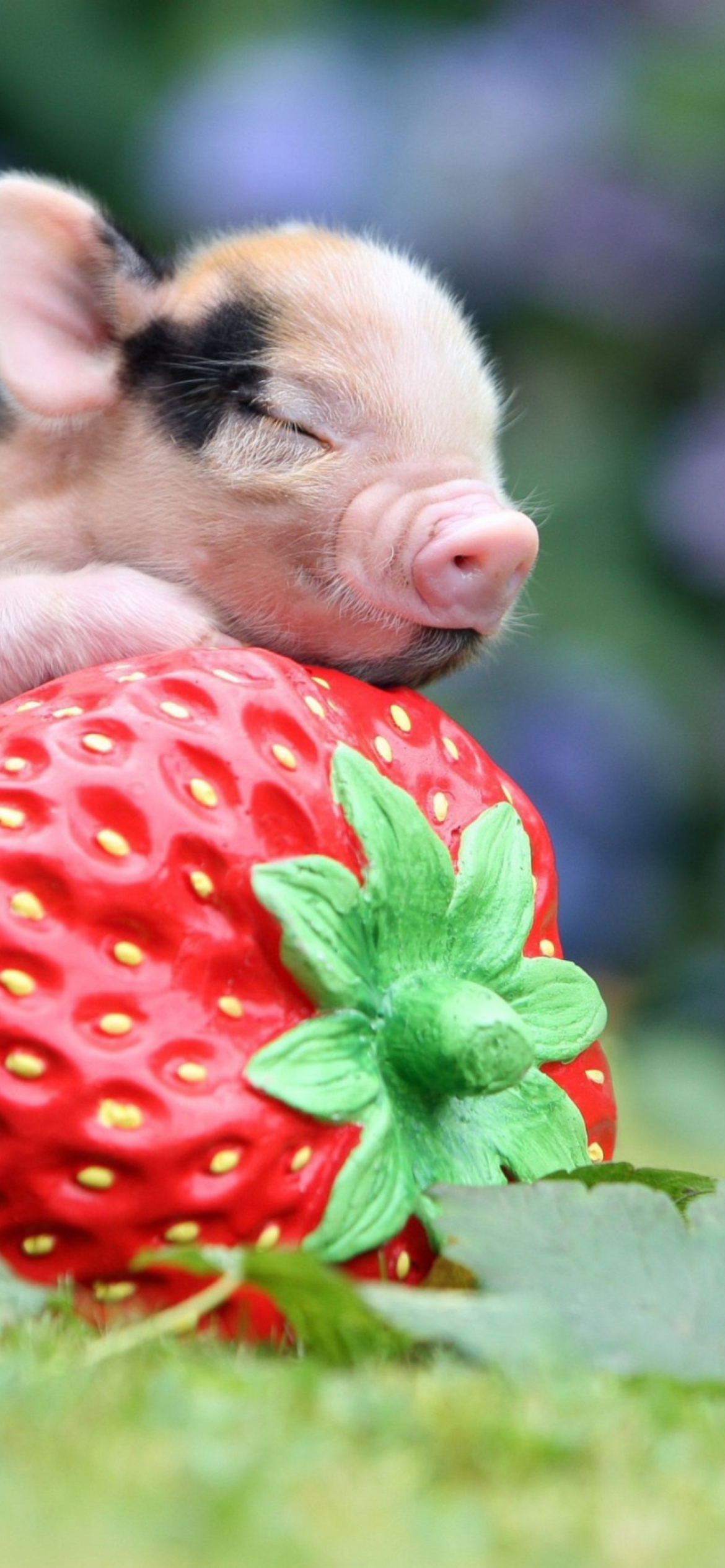 Das Cute Little Piglet And Strawberry Wallpaper 1170x2532