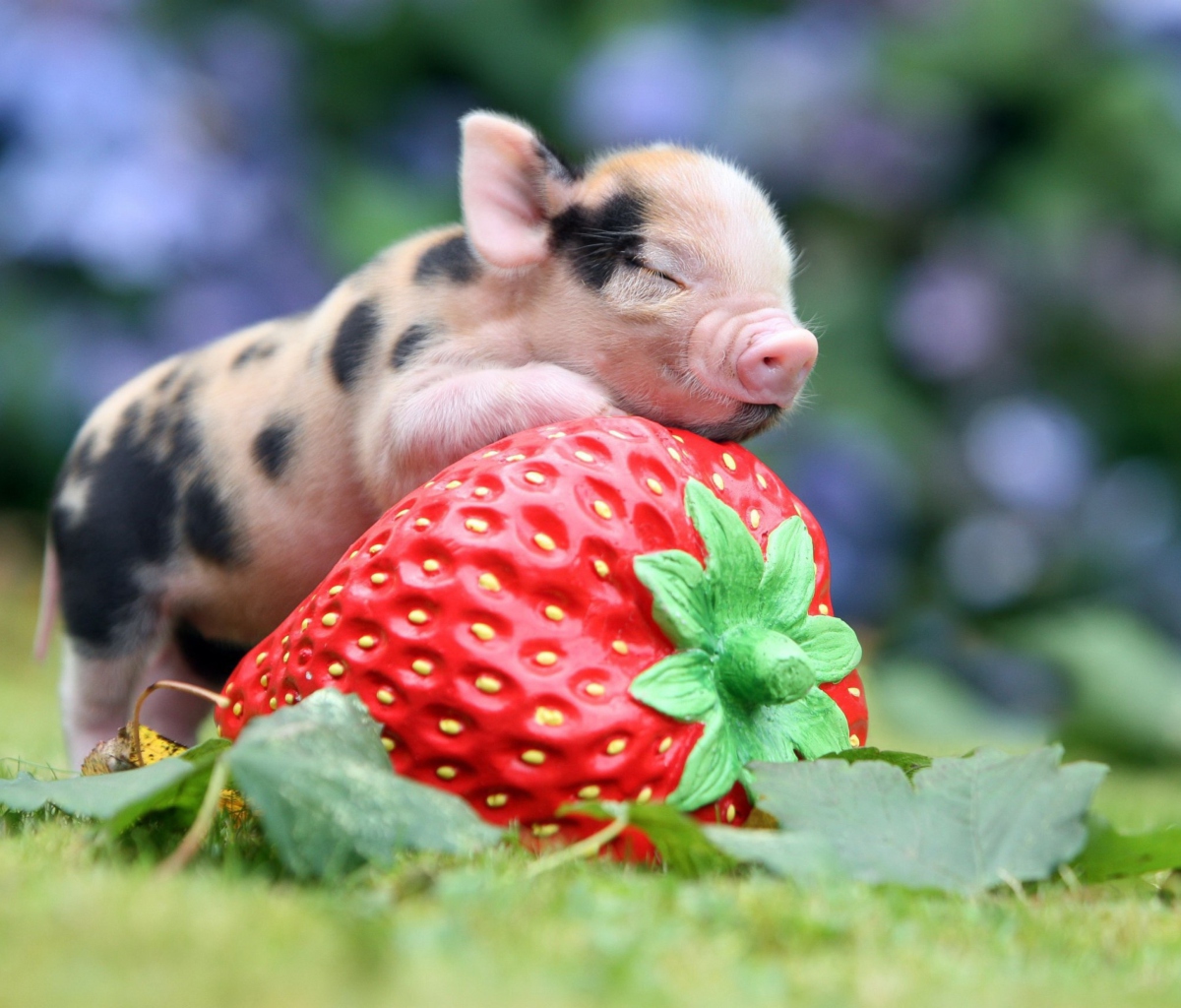 Fondo de pantalla Cute Little Piglet And Strawberry 1200x1024