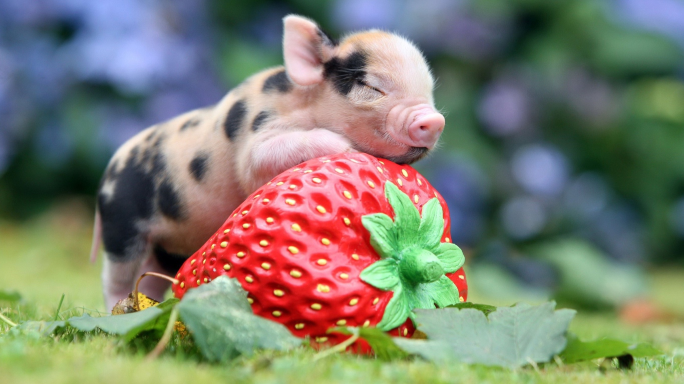 Cute Little Piglet And Strawberry wallpaper 1366x768