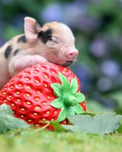 Fondo de pantalla Cute Little Piglet And Strawberry 176x220