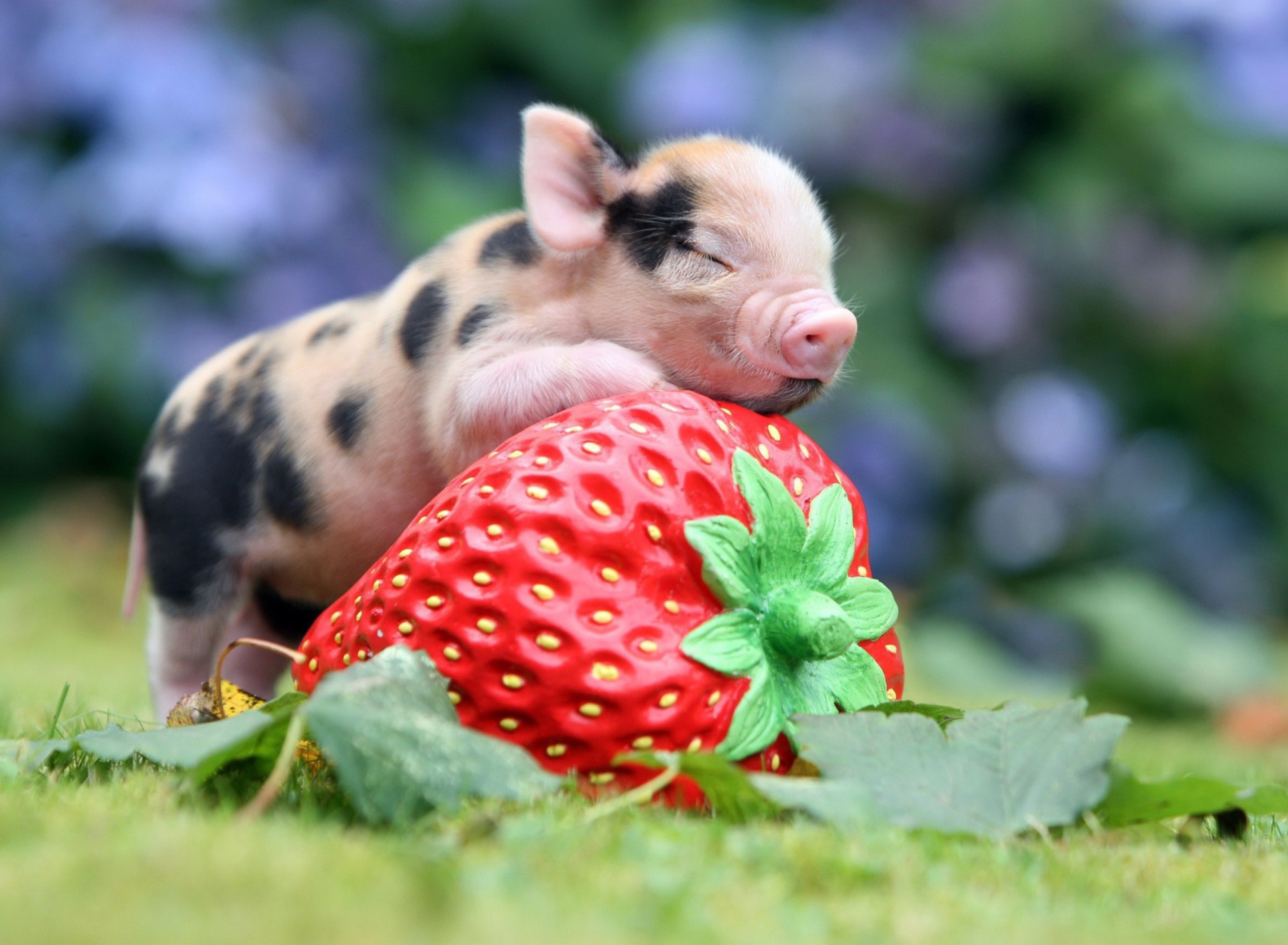 Cute Little Piglet And Strawberry wallpaper 1920x1408