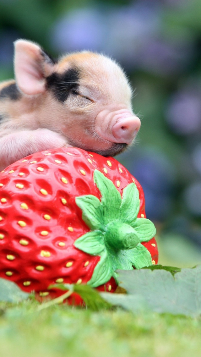 Cute Little Piglet And Strawberry wallpaper 640x1136