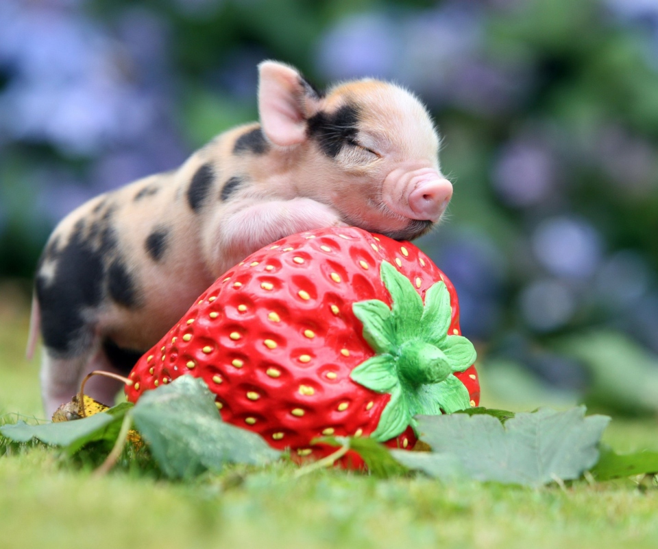 Cute Little Piglet And Strawberry wallpaper 960x800