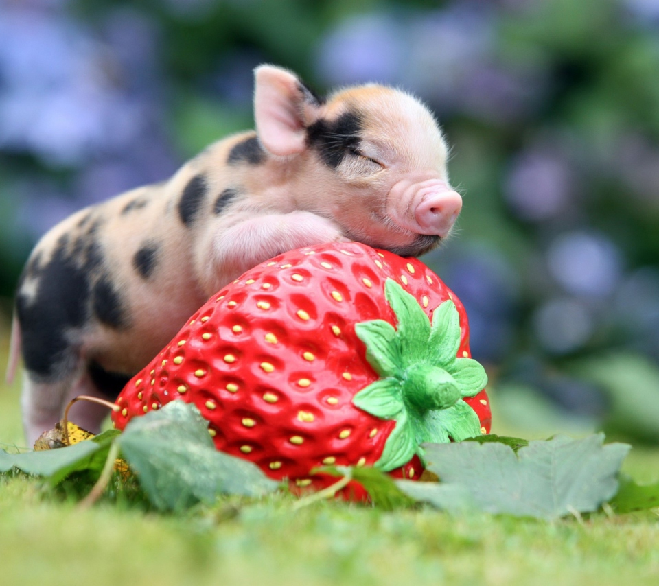 Das Cute Little Piglet And Strawberry Wallpaper 960x854