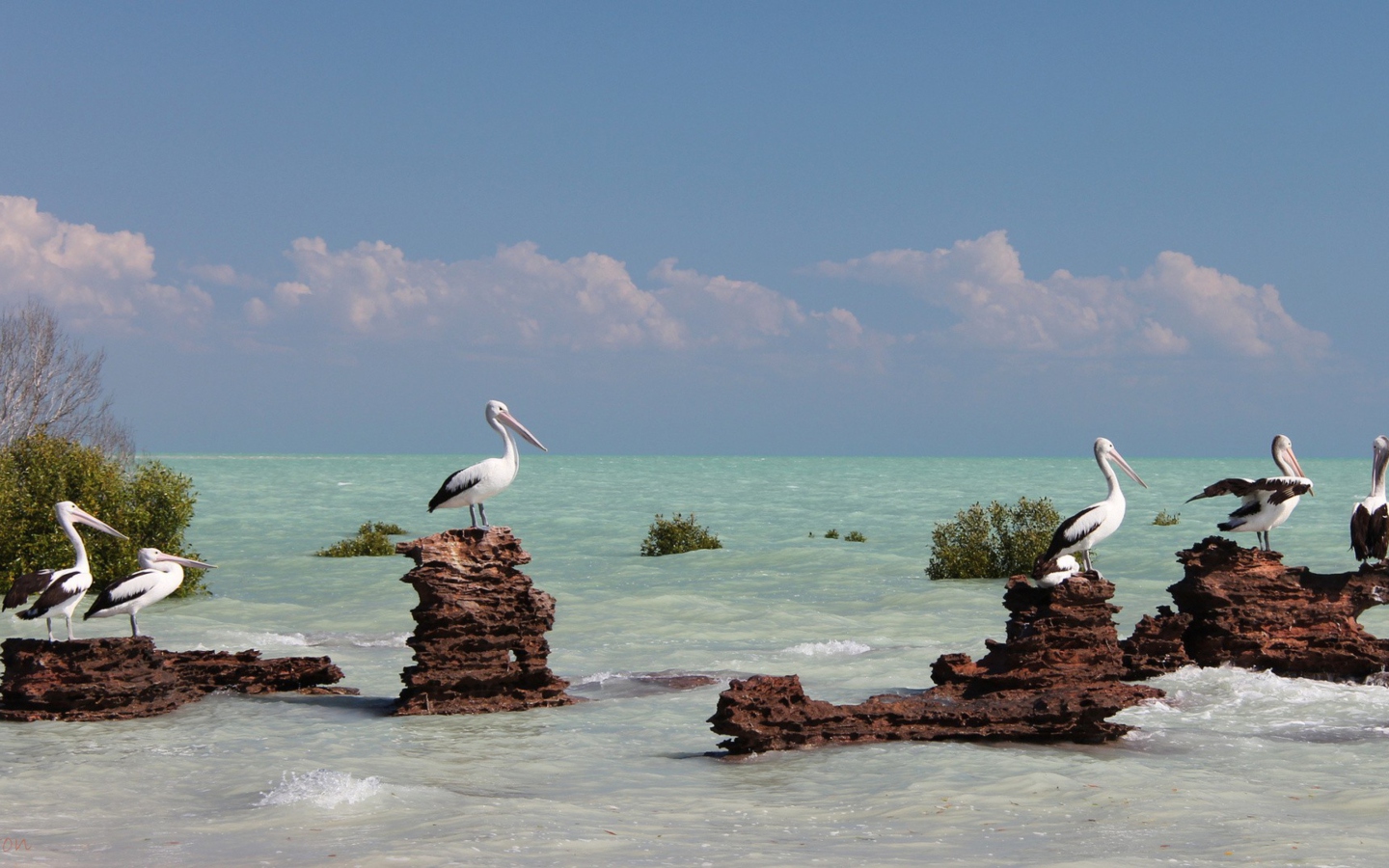 Pelicans screenshot #1 1440x900