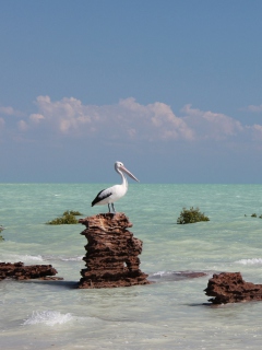 Fondo de pantalla Pelicans 240x320