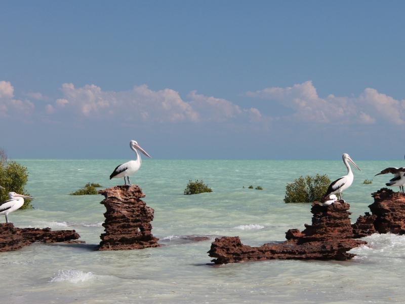 Sfondi Pelicans 800x600