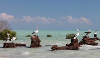 Pelicans Picture for Android, iPhone and iPad