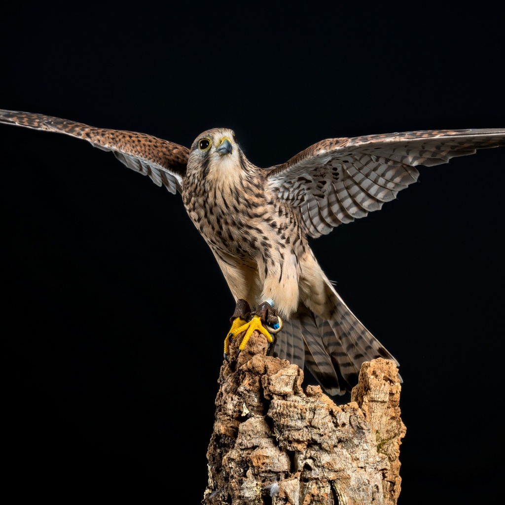 Kestrel Bird wallpaper 1024x1024