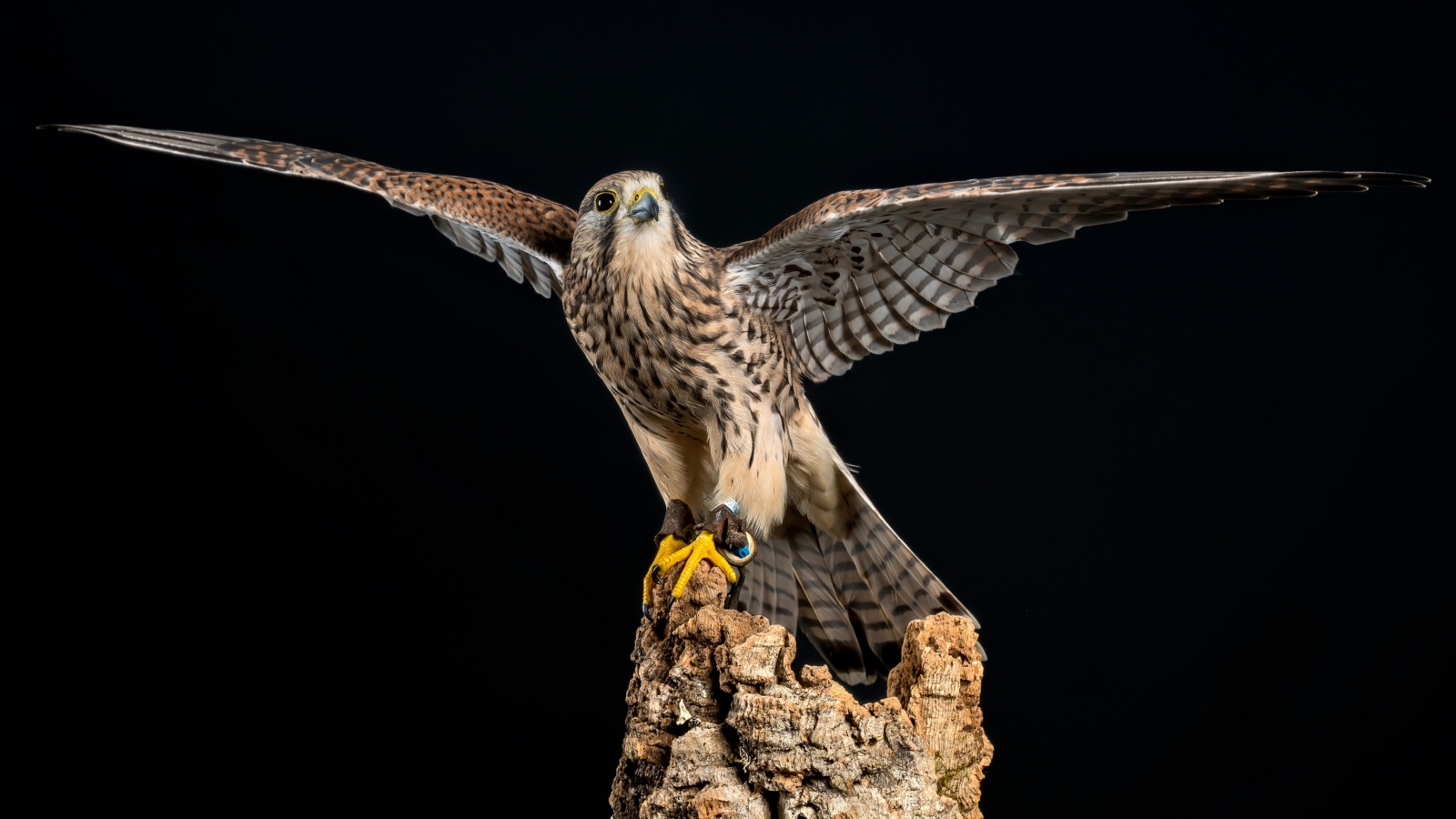 Sfondi Kestrel Bird 1600x900