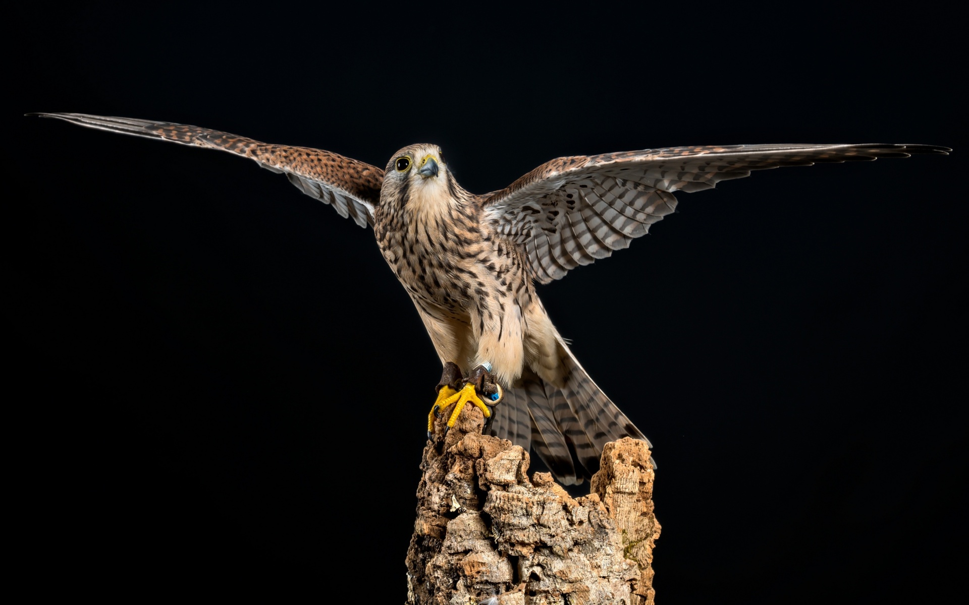 Sfondi Kestrel Bird 1920x1200