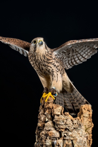 Kestrel Bird wallpaper 320x480