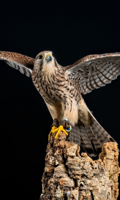 Kestrel Bird wallpaper 480x800