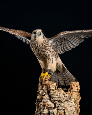 Free Kestrel Bird Picture for 240x320