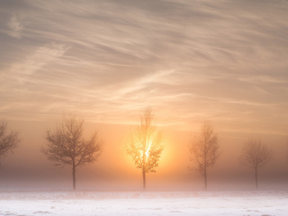 Winter Landscape screenshot #1 320x240