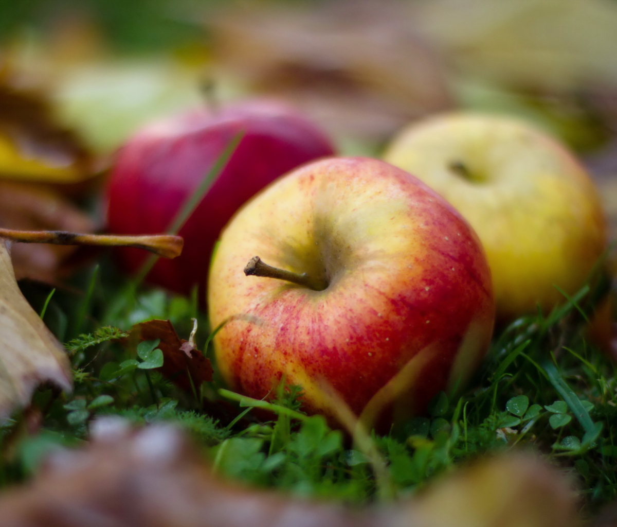 Das Autumn Apples Wallpaper 1200x1024