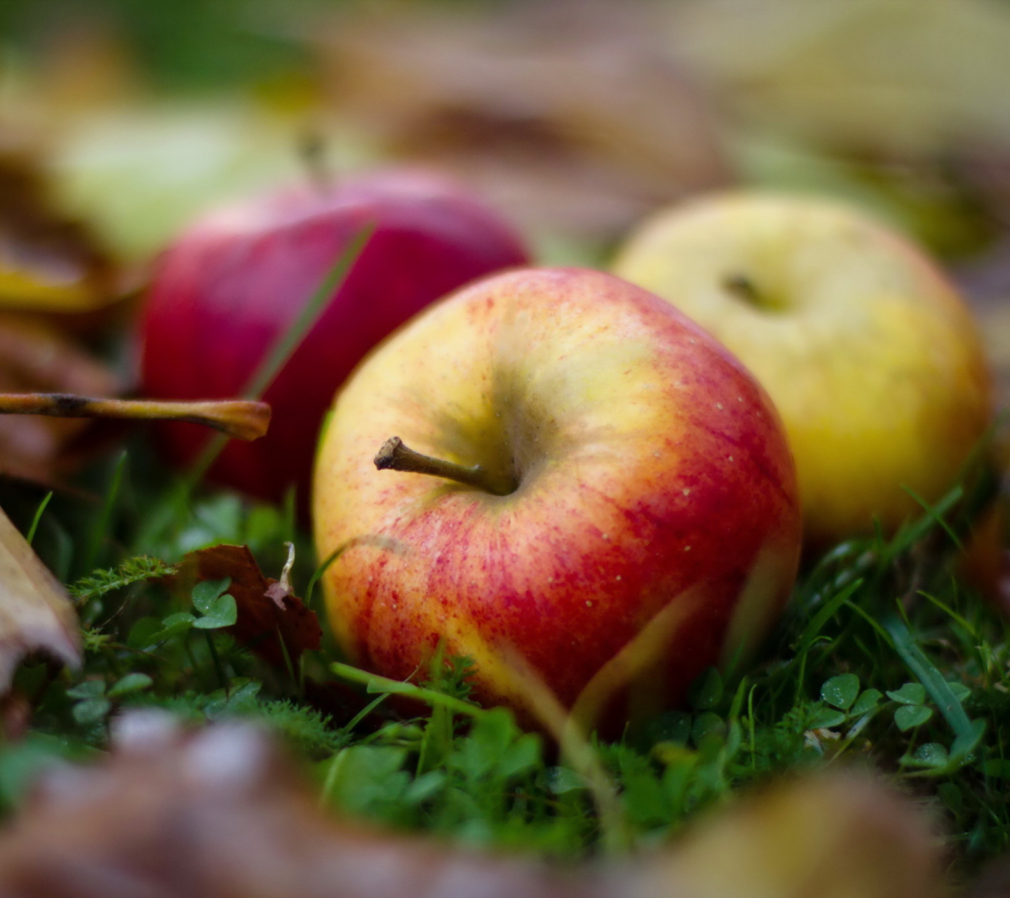 Обои Autumn Apples 1440x1280