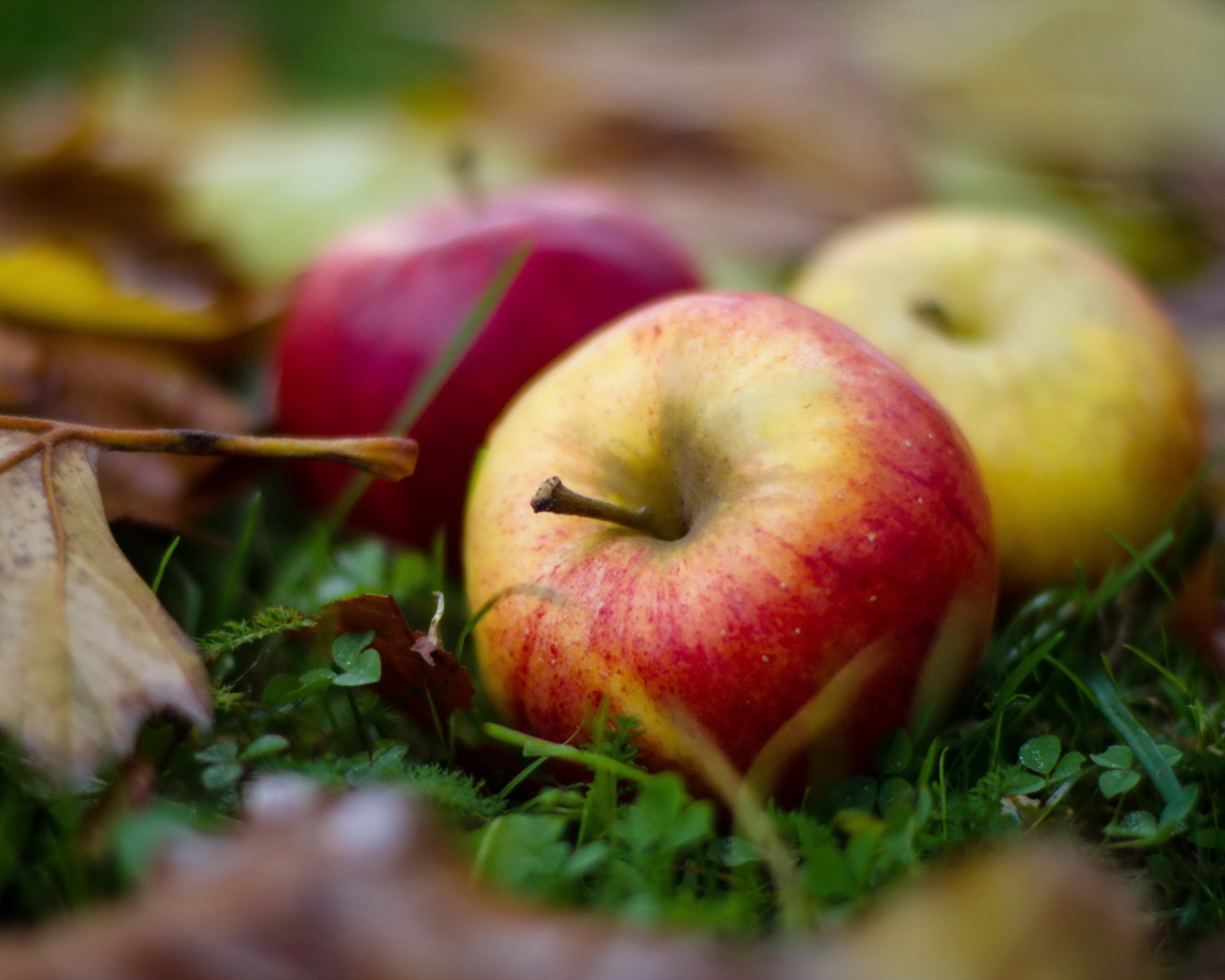 Fondo de pantalla Autumn Apples 1600x1280