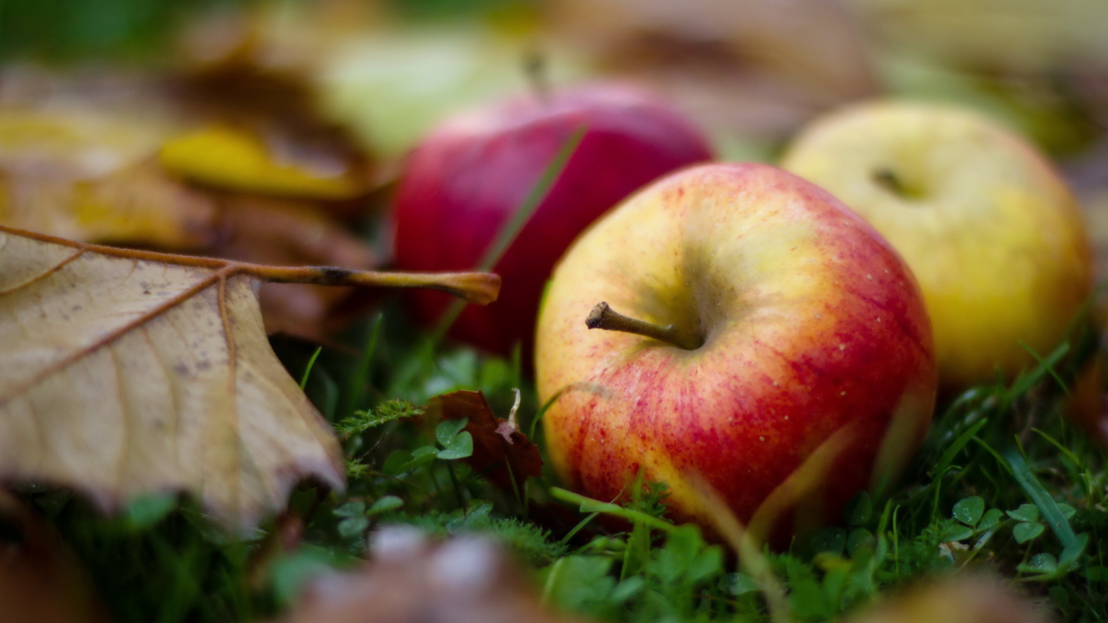 Autumn Apples screenshot #1 1600x900