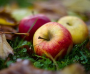 Fondo de pantalla Autumn Apples 176x144
