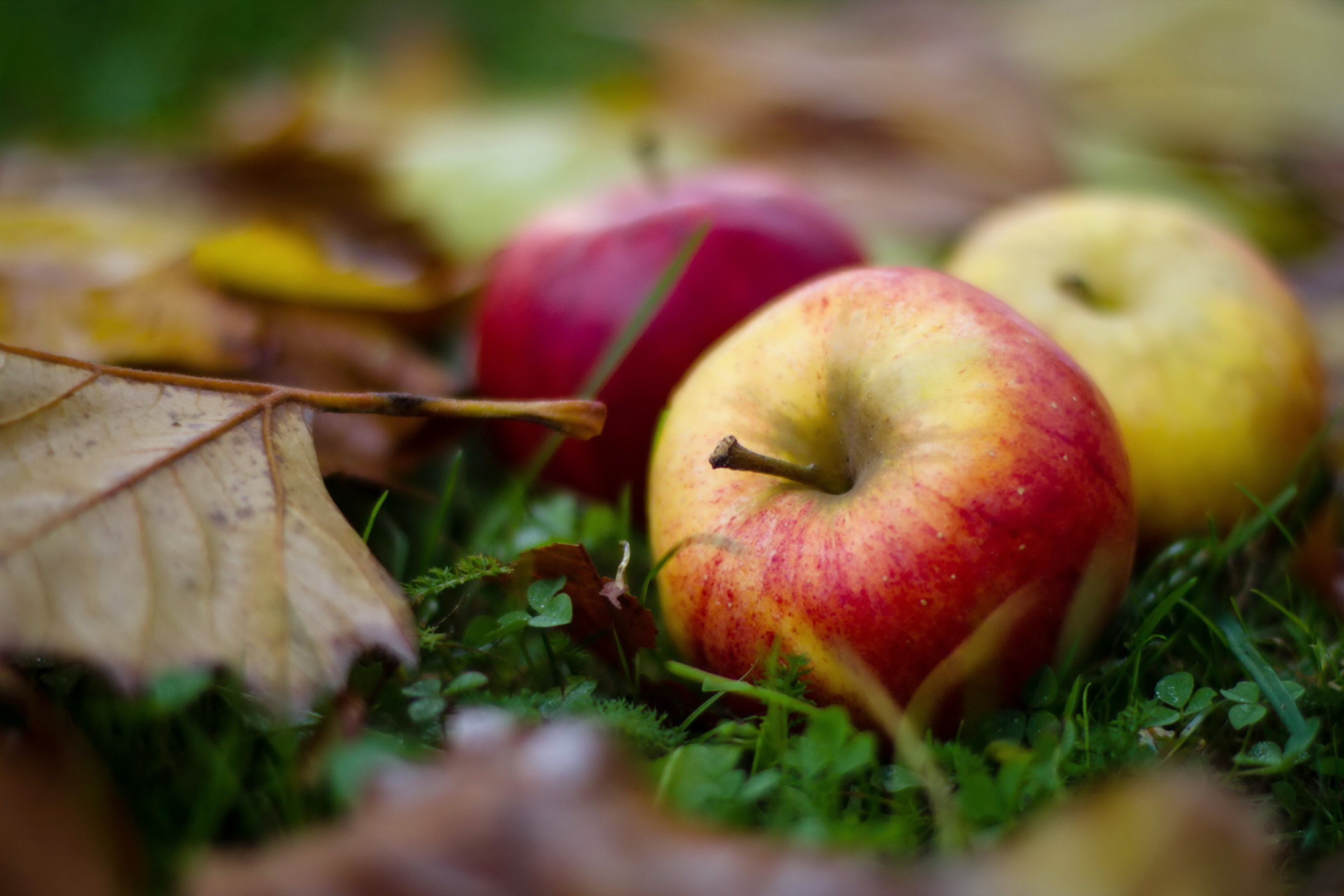 Осенью с яблони собрали яблоки желтые зеленые. Осенние яблоки. Яблоки картинки на рабочий стол. Осенние картинки на рабочий стол. Яблоки в листве.