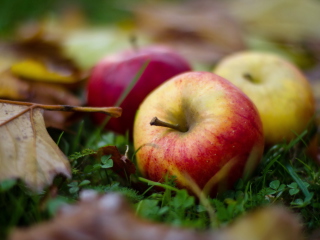 Обои Autumn Apples 320x240
