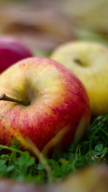 Autumn Apples wallpaper 360x640