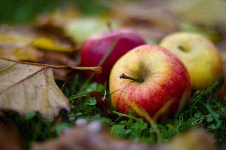 Fondo de pantalla Autumn Apples