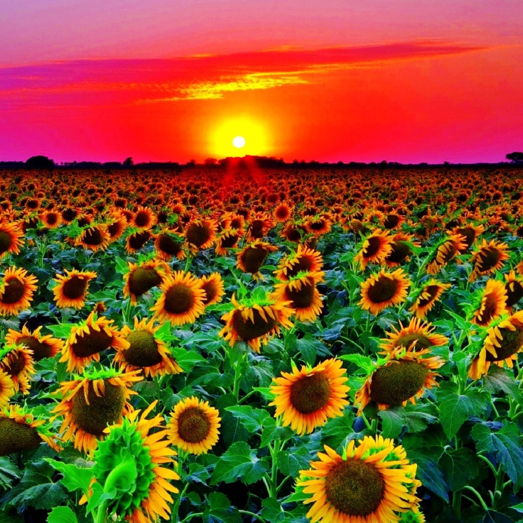 Fondo de pantalla Sunflowers 1024x1024