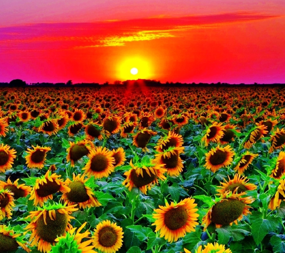 Das Sunflowers Wallpaper 1080x960