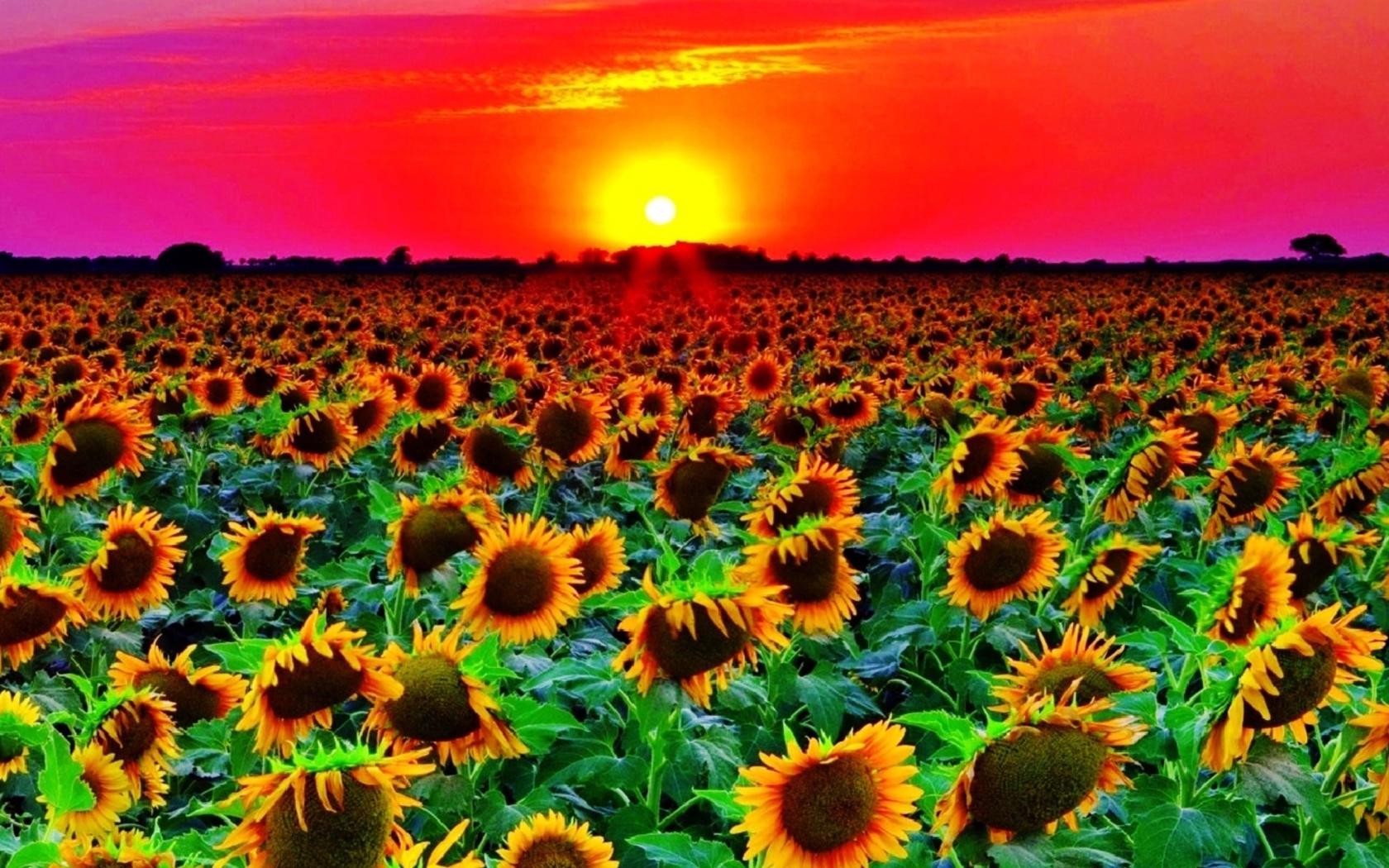 Fondo de pantalla Sunflowers 1680x1050