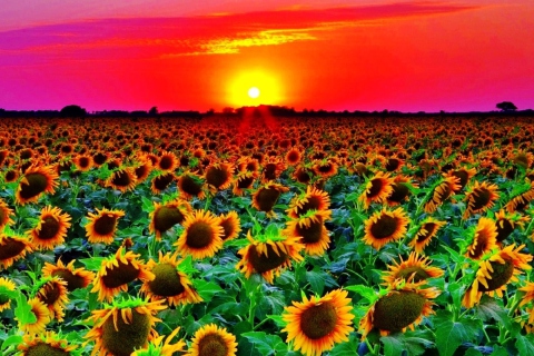Screenshot №1 pro téma Sunflowers 480x320